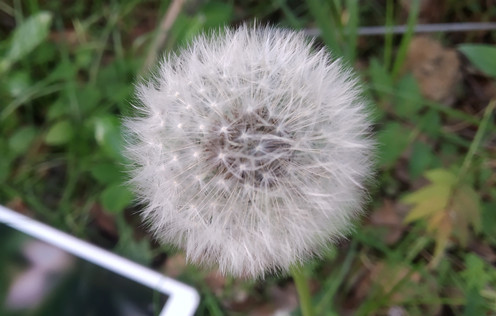 自考本科畢業論文嚴格嗎?